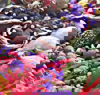 Wang'ari Dreaming Bush Tucker Tour