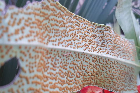 Wang\'ari Dreaming Bush Tucker Tour - Tourism Adelaide 5