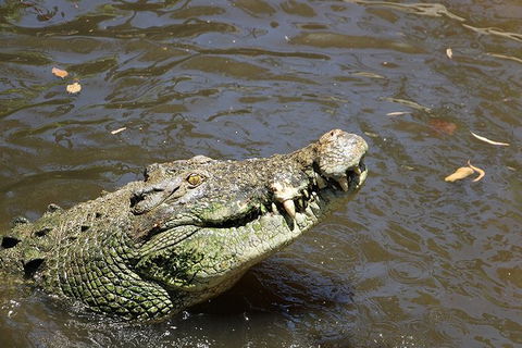 Virtual Interactive Australian Wildlife Tour With Private Guide-Wildlife Habitat - Tourism Adelaide 2