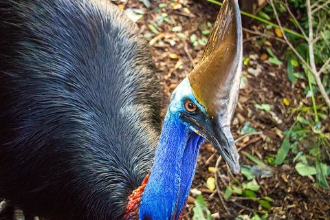 Virtual Interactive Australian Wildlife Tour With Private Guide-Wildlife Habitat - Tourism Adelaide 5