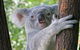 Virtual Interactive Australian Wildlife Tour With Private Guide-Wildlife Habitat - thumb 0