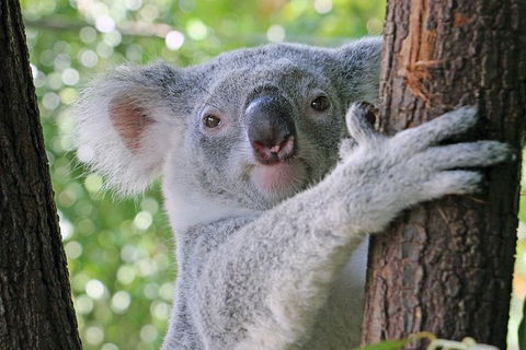 Virtual Interactive Australian Wildlife Tour With Private Guide-Wildlife Habitat - Tourism Adelaide 0