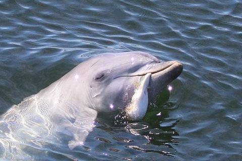 Kayak Tour In Adelaide Dolphin Sanctuary - Tourism Adelaide 6