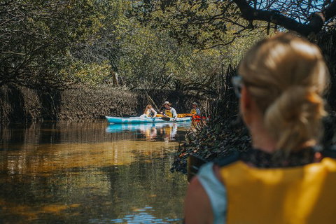 Kayak Tour In Adelaide Dolphin Sanctuary - Tourism Adelaide 7