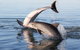 Kayak Tour In Adelaide Dolphin Sanctuary - thumb 4
