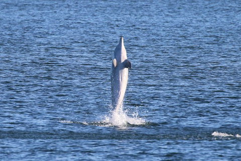 Kayak Tour In Adelaide Dolphin Sanctuary - Tourism Adelaide 3