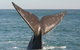 Southern Ocean Adventure From Victor Harbor - thumb 4