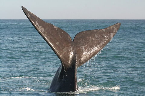 Southern Ocean Adventure From Victor Harbor - Tourism Adelaide 4