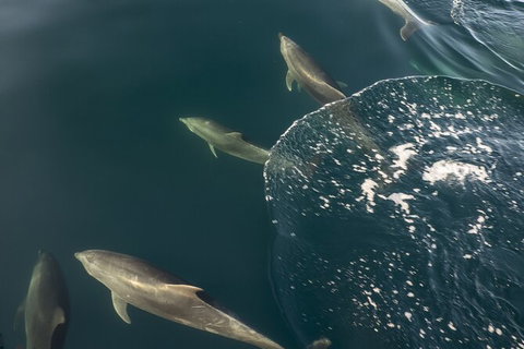 Southern Ocean Adventure From Victor Harbor - Tourism Adelaide 7