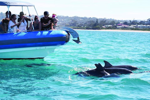Southern Ocean Adventure From Victor Harbor - Tourism Adelaide 2