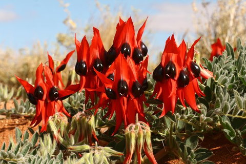 Flinders Ranges & Outback 5 Day Small Group 4WD Eco Tour - Tourism Adelaide 4