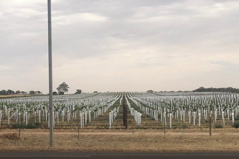 Intimate Wine Experience - Barossa Valley - Tourism Adelaide 6