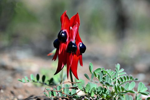 3 Day Flinders Ranges Outback Tour - Tourism Adelaide 5