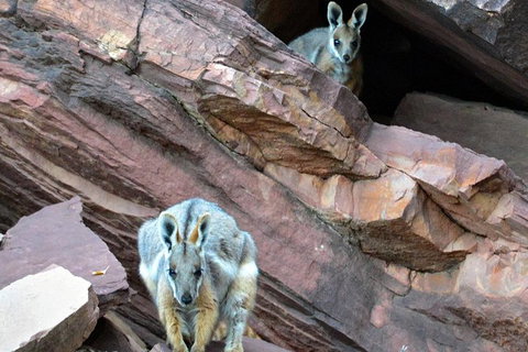 3 Day Flinders Ranges Outback Tour - Tourism Adelaide 3