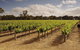 Private Langhorne Creek Wine Region Tour From Adelaide - thumb 0