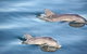 3-Day Small-Group Eco-Tour From Adelaide: Southern Yorke Peninsula - thumb 4