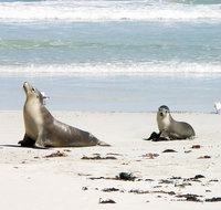 Kangaroo Island Personal Group Tours - Tourism Adelaide