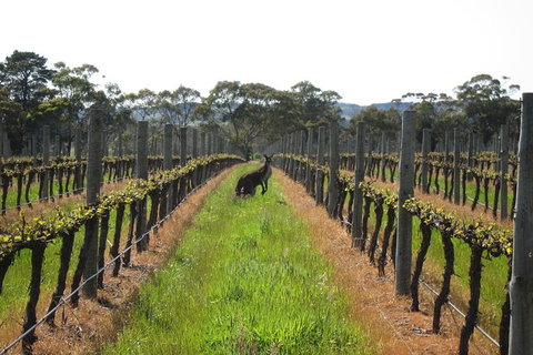 Structured Wine Tasting And Platter - Tourism Adelaide 1