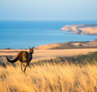 2-Day Kangaroo Island Safari from Adelaide - Tourism Adelaide