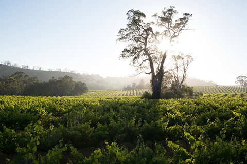 Estate Tour From Soil To Glass - Tourism Adelaide 2