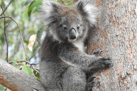 Adelaide Hills Private Day Tour - Tourism Adelaide 3