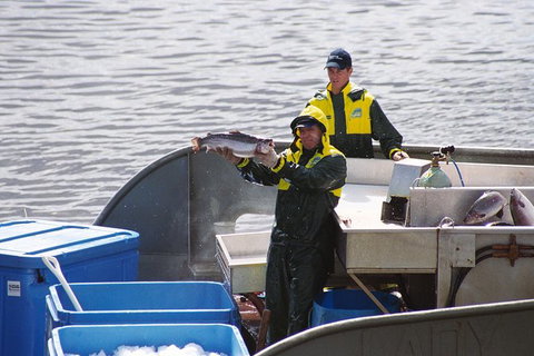 Afternoon Gordon River Dinner Cruise - Departing 3pm - Tourism Adelaide 3