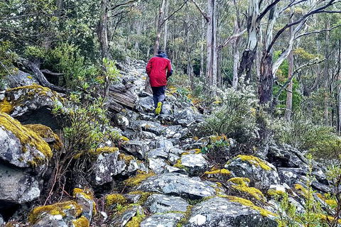 Mt. Wellington Morning Hike + Afternoon Beer & History Walk - Tourism Adelaide 8