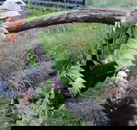 1-Hour Tasmanian Devil Feeding Day Tour at Cradle Mountain