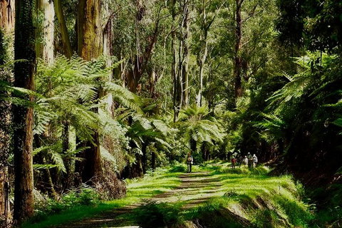 Aqueduct And Rail Trail Self-Guided Bike Tour In Warburton - Tourism Adelaide 1