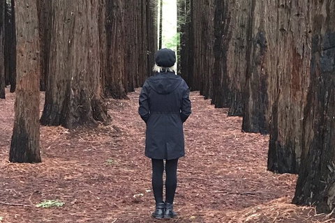 Private Aqueduct To California Redwoods Hiking Tour - Tourism Adelaide 1