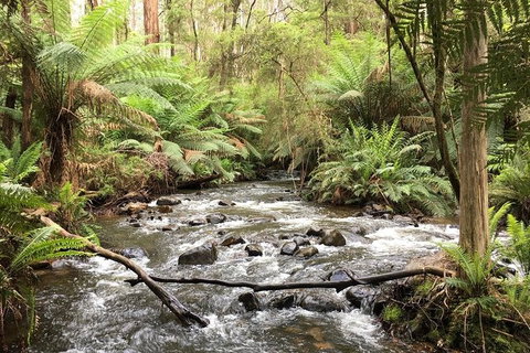 Private Aqueduct To California Redwoods Hiking Tour - Tourism Adelaide 3