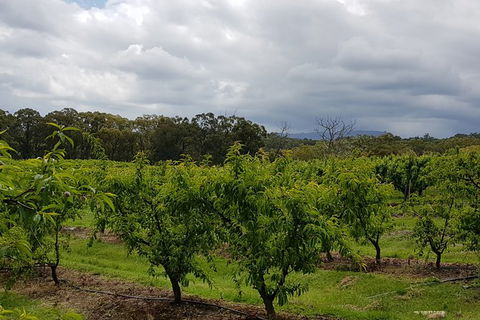 Day Tour Of Yarra Valley Puffing Billy And Rayners Orchard - Tourism Adelaide 42