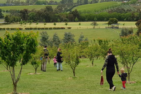 Day Tour Of Yarra Valley Puffing Billy And Rayners Orchard - Tourism Adelaide 36