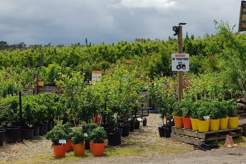 Day Tour Of Yarra Valley Puffing Billy And Rayners Orchard - Tourism Adelaide 46