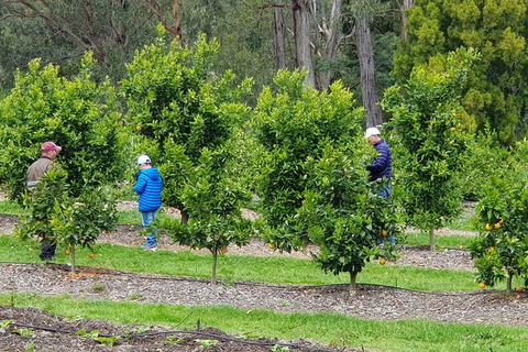 Day Tour Of Yarra Valley Puffing Billy And Rayners Orchard - Tourism Adelaide 1