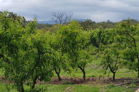 Day Tour Of Yarra Valley Puffing Billy And Rayners Orchard - Tourism Adelaide 41