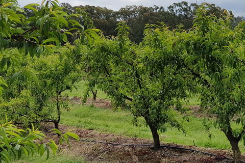 Day Tour Of Yarra Valley Puffing Billy And Rayners Orchard - Tourism Adelaide 49