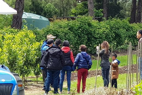 Day Tour Of Yarra Valley Puffing Billy And Rayners Orchard - Tourism Adelaide 16
