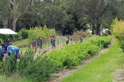 Day Tour Of Yarra Valley Puffing Billy And Rayners Orchard - Tourism Adelaide 29