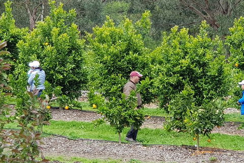 Day Tour Of Yarra Valley Puffing Billy And Rayners Orchard - Tourism Adelaide 34