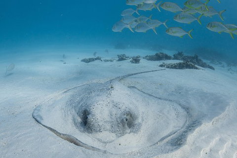 Coral Bay 3-Hour Turtle Ecotour - Tourism Adelaide 2