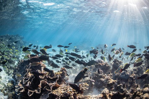 Coral Bay 3-Hour Turtle Ecotour - Tourism Adelaide 5