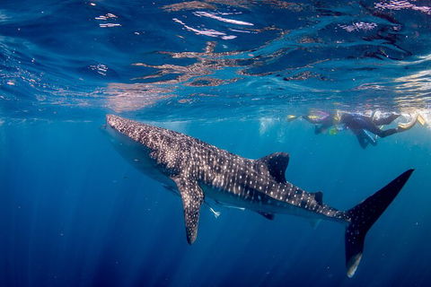 Life On Ningaloo Swimming Tour In Exmouth - Tourism Adelaide 2