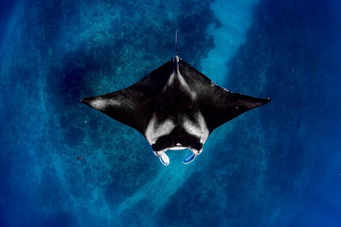 Life On Ningaloo Swimming Tour In Exmouth - Tourism Adelaide 3