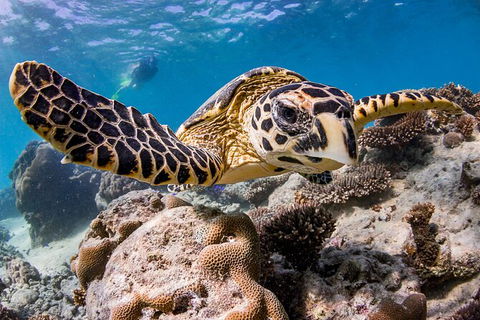 Life On Ningaloo Swimming Tour In Exmouth - Tourism Adelaide 1