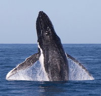 Full-Day Whale Watching Snorkeling and Swimming at Coral Bay - Tourism Adelaide