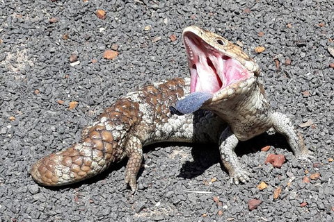 Explore Margaret Rivers\' National Parks On A Guided Cape To Cape Track Walk - Tourism Adelaide 6