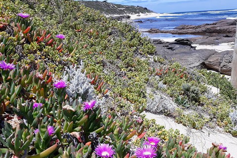 Explore Margaret Rivers\' National Parks On A Guided Cape To Cape Track Walk - Tourism Adelaide 2