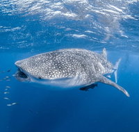 Whale Shark Adventure Tour - Tourism Adelaide