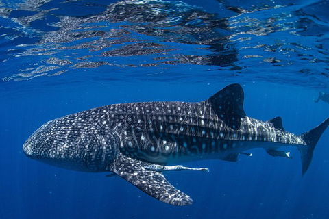 Full-Day Whale Sharks Swimming Experience On Ningaloo Reef - Tourism Adelaide 10